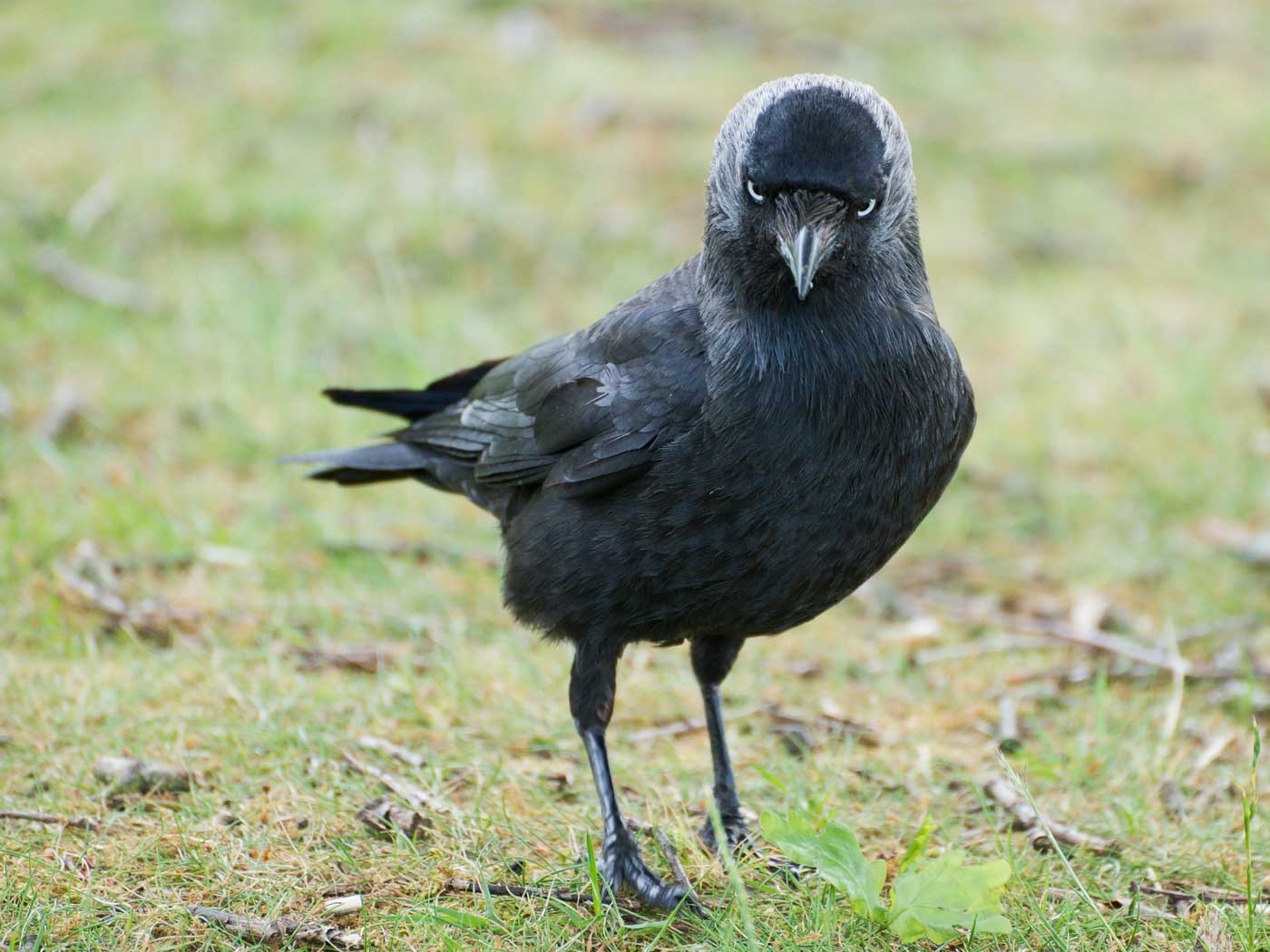 Jackdaws Identify "Dangerous" from "Safe" Humans | The Institute for ...